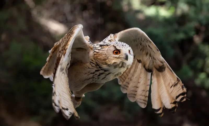 Quand les rapaces enseignent l'aérodynamique : la biomimétique acoustique au service des drones de demain