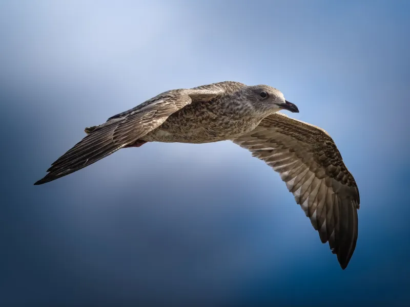 Quand les plumes d'hirondelles inspirent l'aile de demain : la biomimétique au service de l'efficacité énergétique